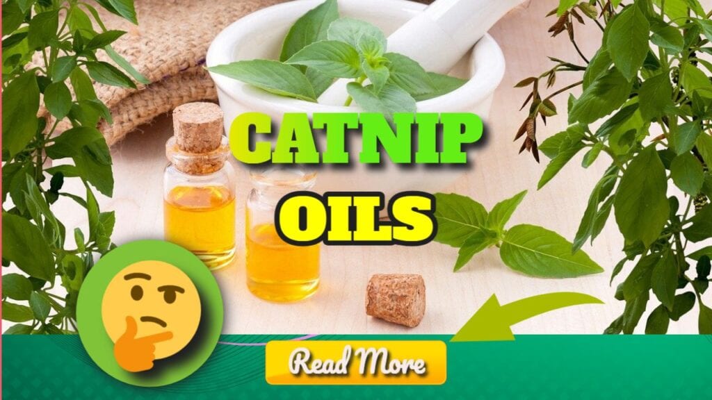 4 Ways to Use Catnip Essential Oil