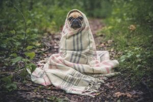 pug dog wrapped in a blanket