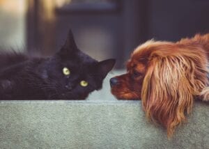 spaniel dog lying with black cat