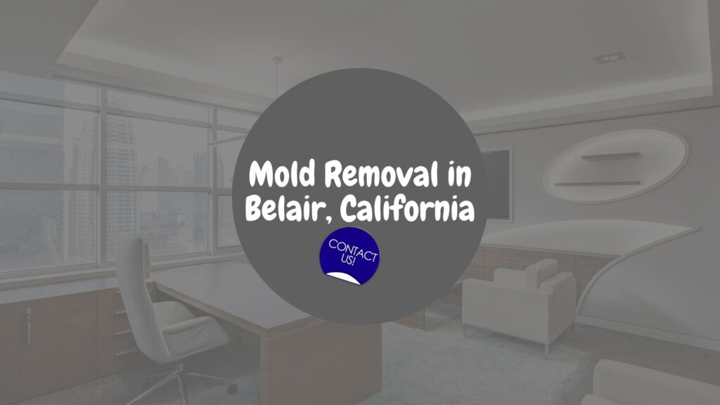 Mold Removal in Belair, CA