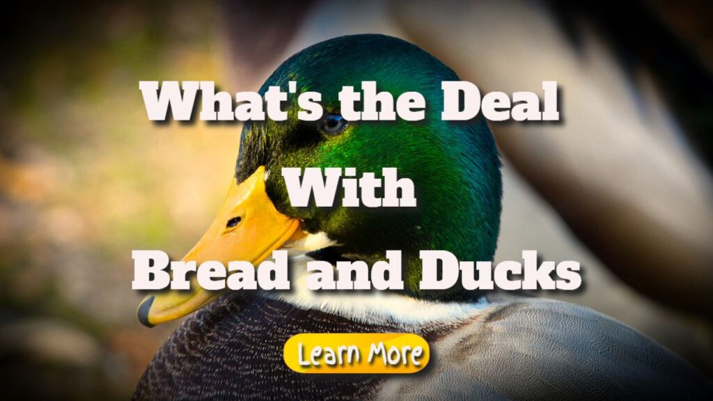 whats the deal with bread and ducks