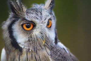 owl-