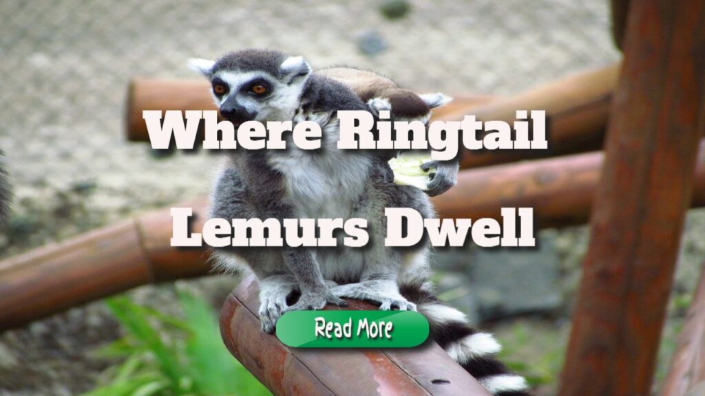 where ringtail lemurs dwell
