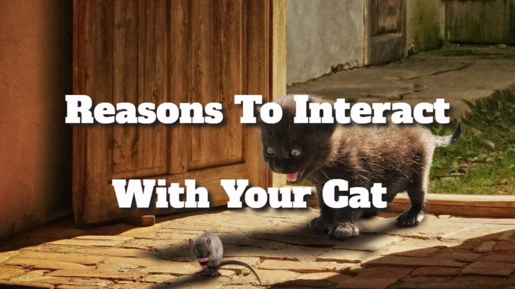 reasons to interact with your cat