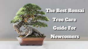 bonsai care for newcomers
